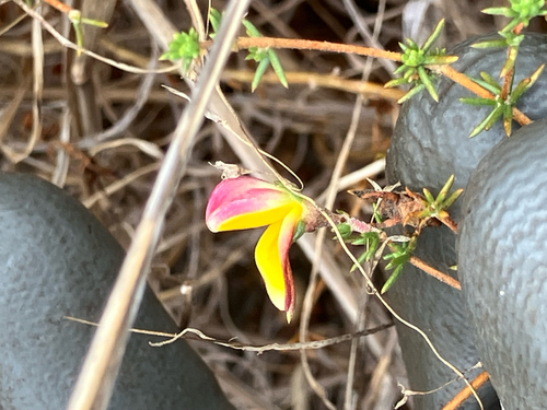 Retro Capegorse (Aspalathus retroflexa)