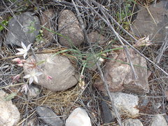 Allium haematochiton