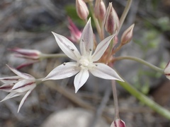 Allium haematochiton