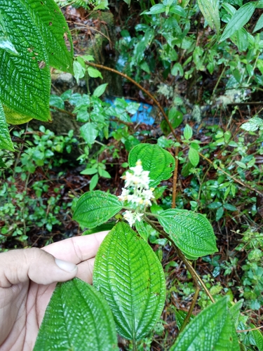 Miconia subseriata, photograph 6