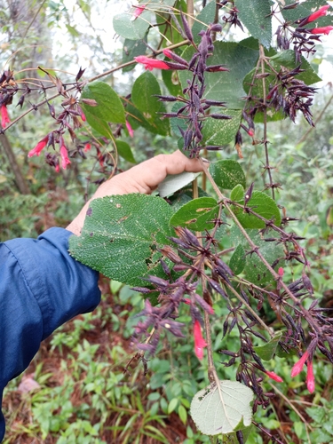 Salvia karwinskii