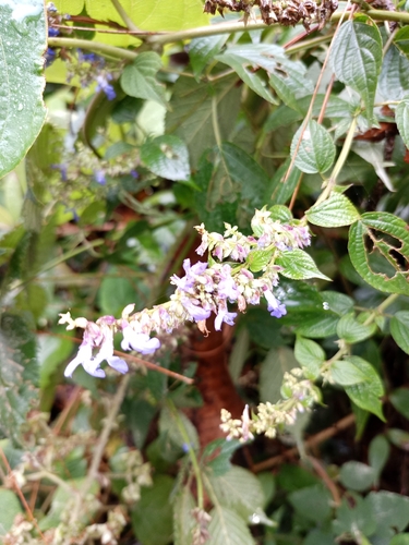 Wild Sage (Salvia polystachia)