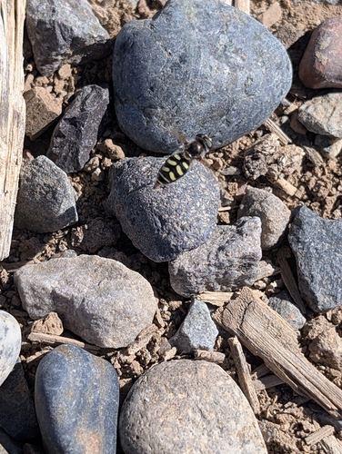 Unknown species found near Grand Junction, CO 81503, USA