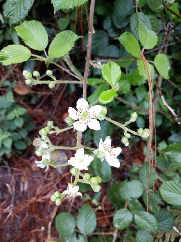 Tropical Highland Blackberry (Rubus adenotrichos)