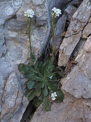 Arabis collina