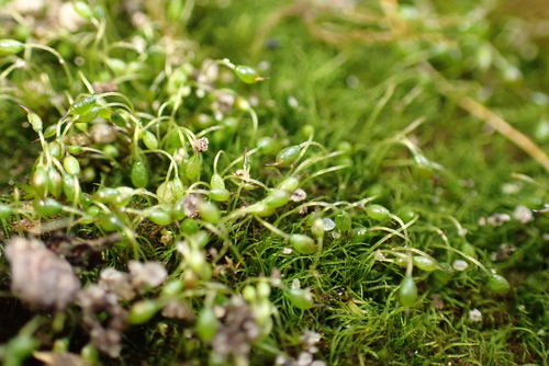 Recurved Bristle Moss (Blindiadelphus recurvatus)