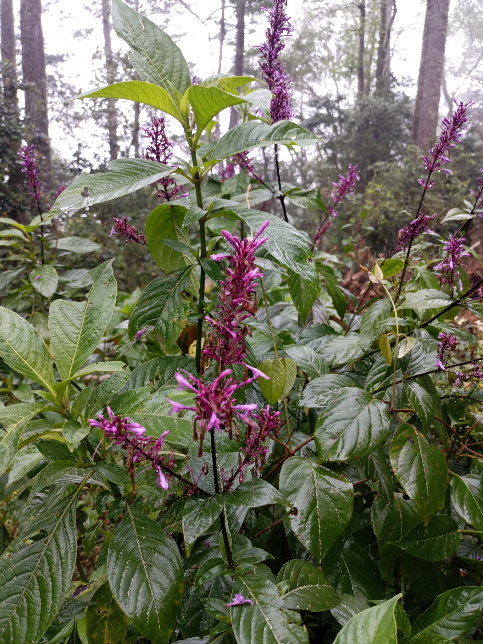 Firespike (Odontonema callistachyum)