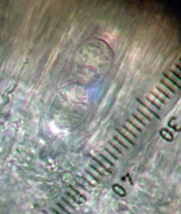 Lecanora flavopallida