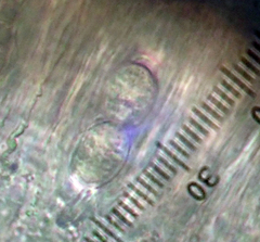 Lecanora flavopallida