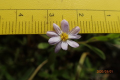 Chaetopappa bellidifolia