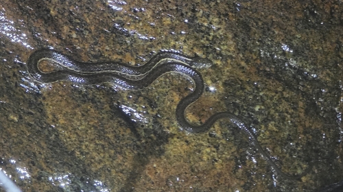 Sierra Garter Snake