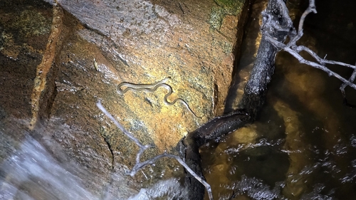 Sierra Garter Snake