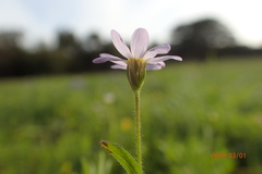 Chaetopappa bellidifolia
