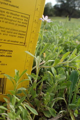 Chaetopappa bellidifolia