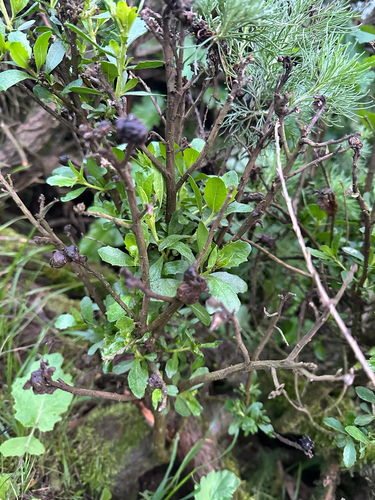 Unknown species found near Battery Spencer Trail, Sausalito, CA, US