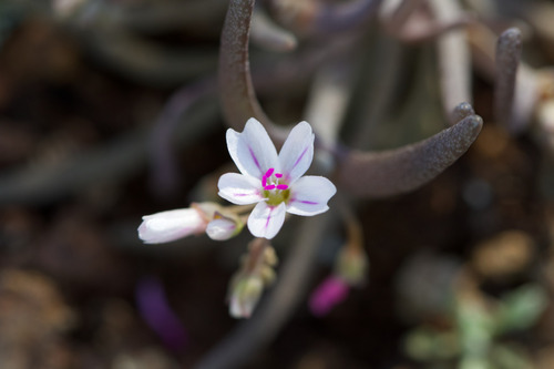 Claytonia gypsophiloides, photograph 3