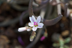 Claytonia gypsophiloides, photograph (c) Arvel Hernandez, some rights reserved (CC BY)