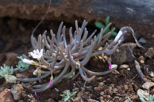 Claytonia gypsophiloides, photograph 2