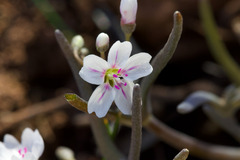 Claytonia gypsophiloides
