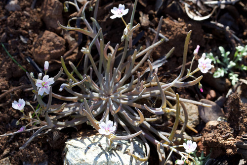 Claytonia gypsophiloides, photograph 1