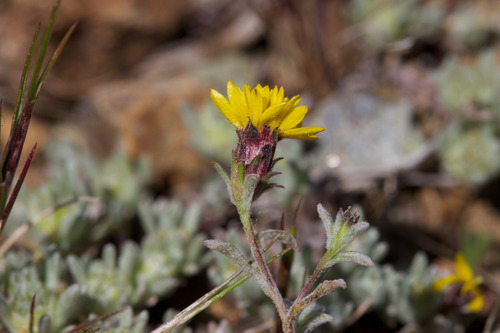 spring lessingia (Lessingia tenuis)