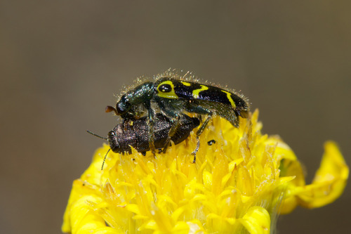 Ornate Checkered Beetle photo 5