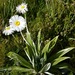 Large Mountain Daisy - Photo (c) sarahfalloon, some rights reserved (CC BY-NC), uploaded by sarahfalloon