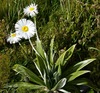 Large Mountain Daisy - Photo (c) sarahfalloon, some rights reserved (CC BY-NC), uploaded by sarahfalloon