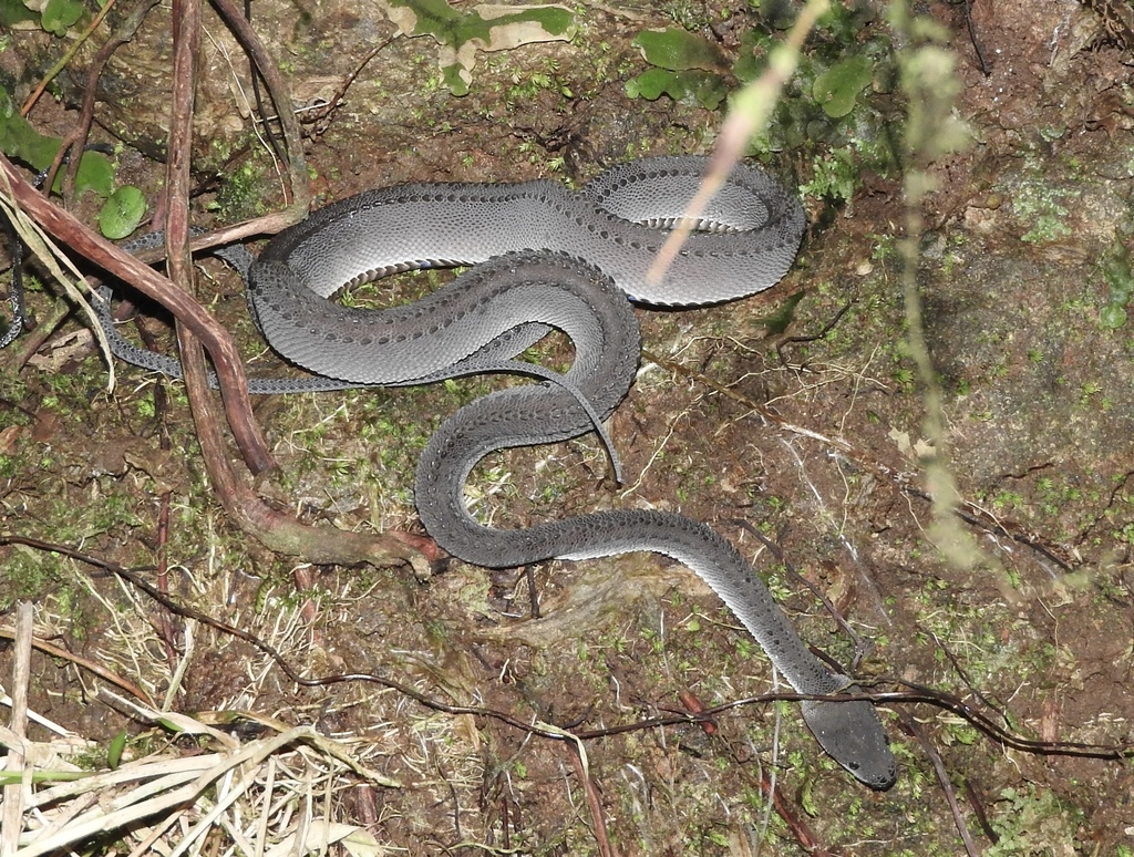 Rough-backed Litter Snake
