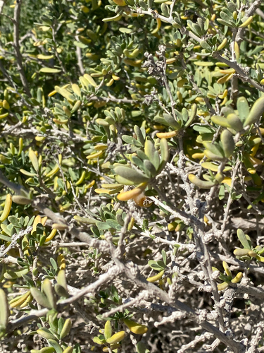 nitre bush (Nitraria billardierei)