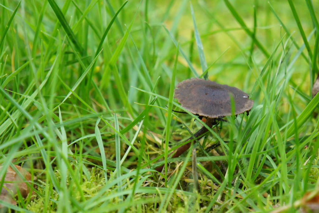 Panaeolus acuminatus · March 2026 · photo: © alexswift (iNaturalist, cc-by)