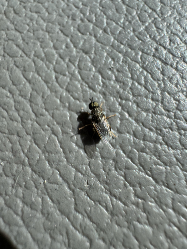 Unknown species found near River Walk, San Antonio, TX, US
