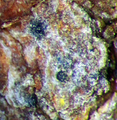 Arthopyrenia minutella