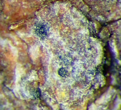 Arthopyrenia minutella