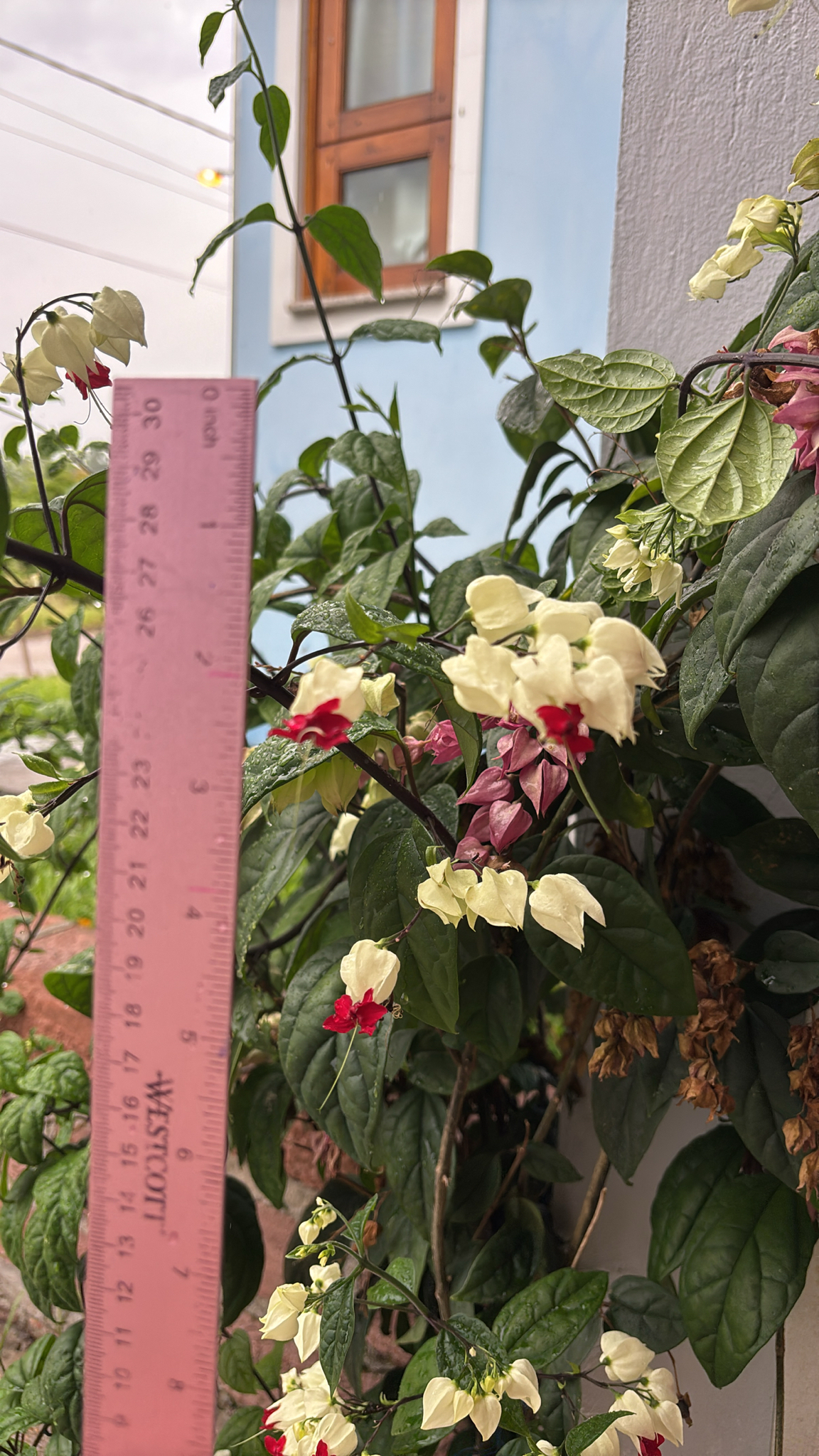Clerodendrum thomsoniae