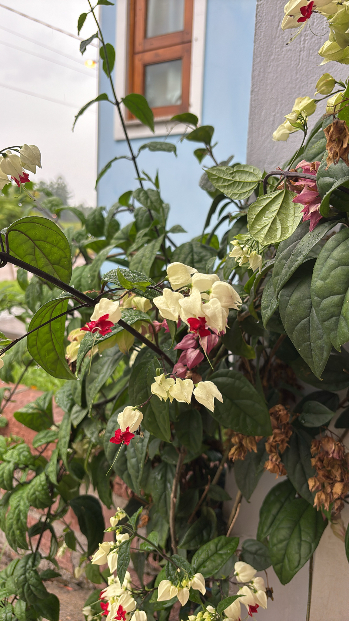 Clerodendrum thomsoniae