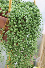 Curio rowleyanus