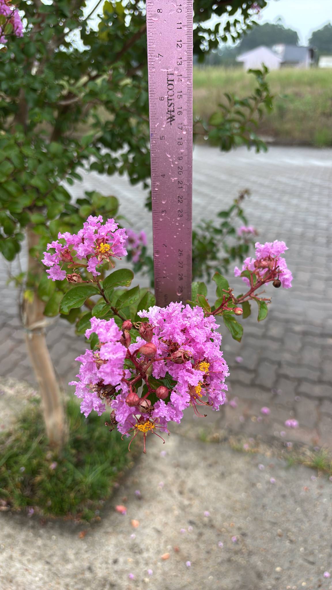 Lagerstroemia indica