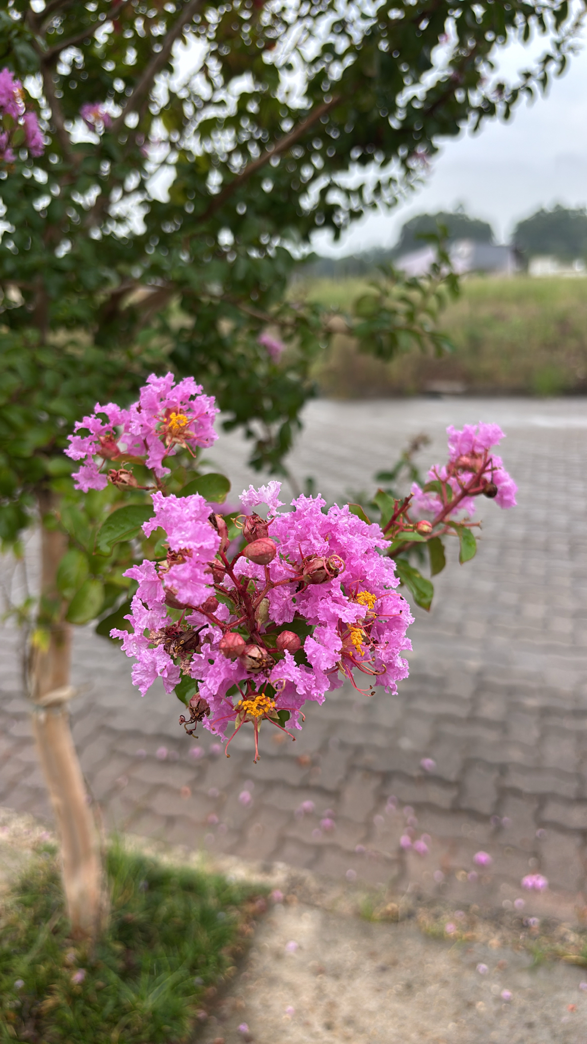 Lagerstroemia indica