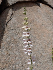 Penstemon eximius