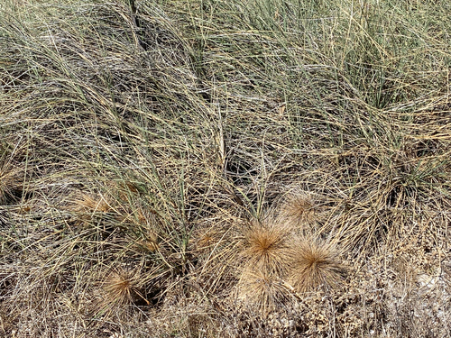 Beach Spinifex (Spinifex longifolius)