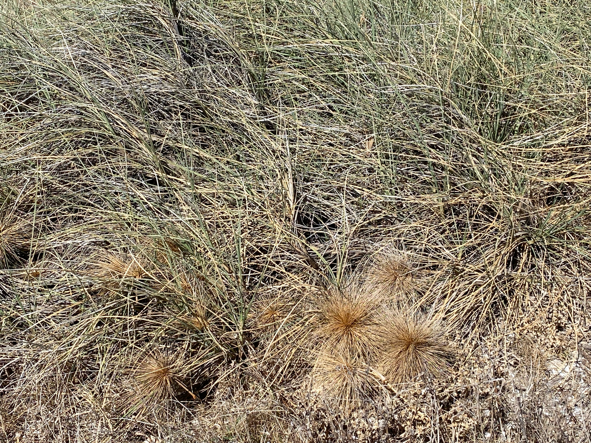 Spinifex longifolius