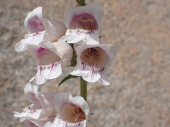 Penstemon eximius