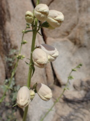 Penstemon eximius