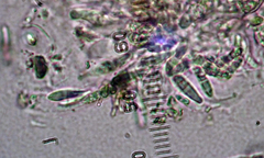 Arthopyrenia minutella