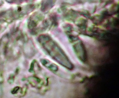 Arthopyrenia minutella