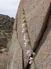 Penstemon eximius