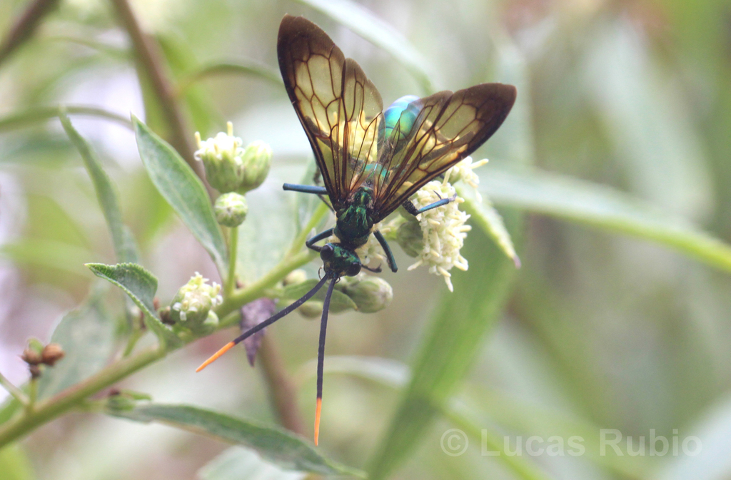 Pepsis festiva