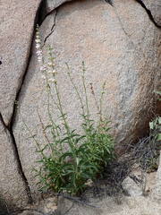 Penstemon eximius