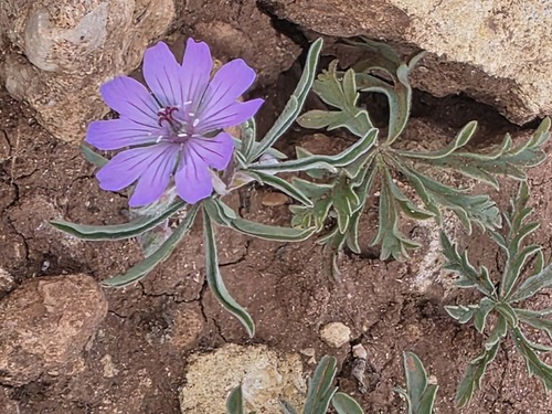 Tuberous Crane's-bill